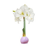 Waxed Amaryllis Bulb