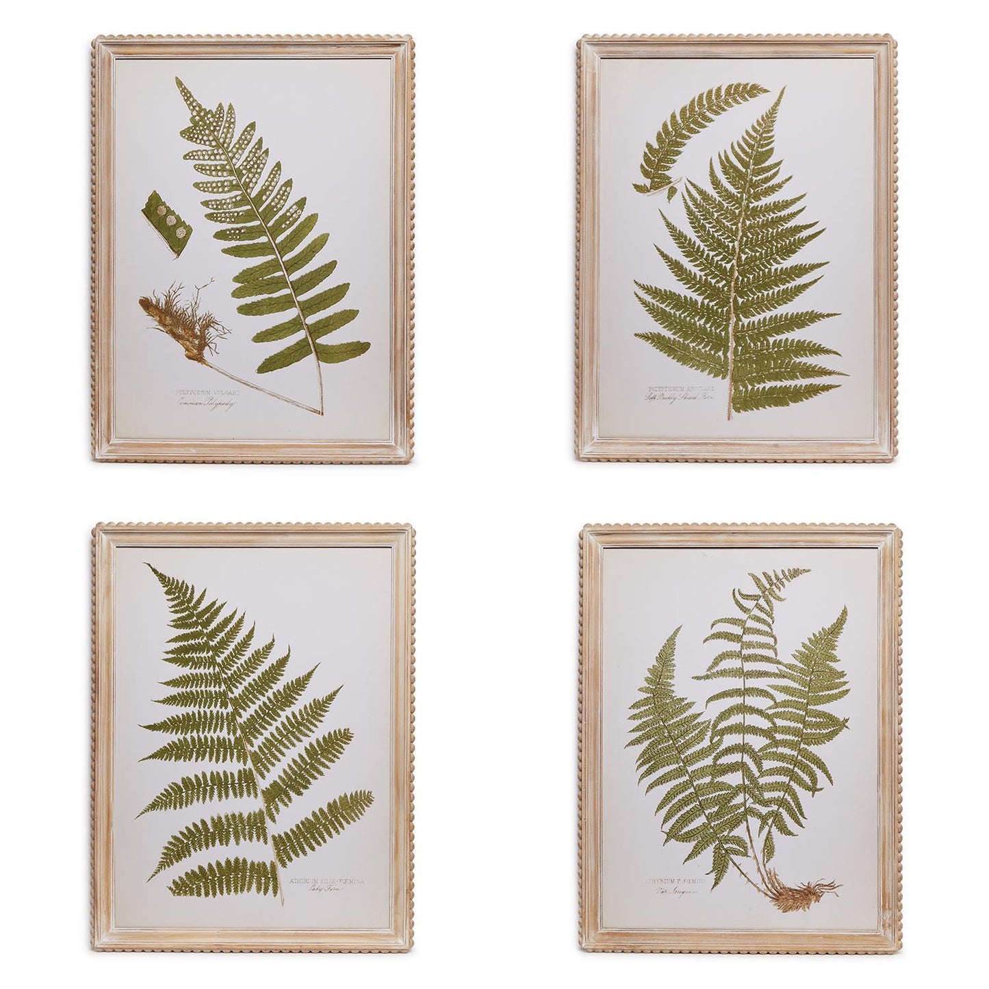 Fern Wall Art