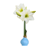 Waxed Amaryllis Bulb