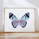 Butterflies S/2