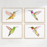 Hummingbirds S/2