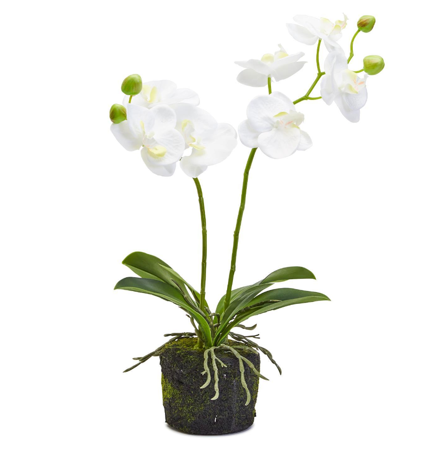 Faux White Butterfly Orchid